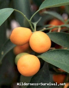 Kumquat