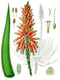 Asphodelaceae