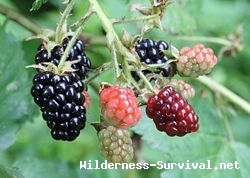 Rubus fruticosus