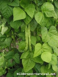 Phaseolus vulgaris