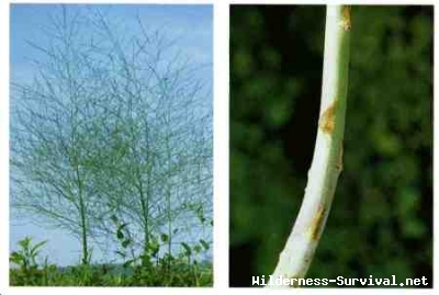 Asparagus officinalis