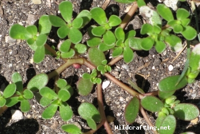 Portulaca oleracea