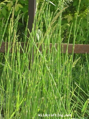 Equisetum