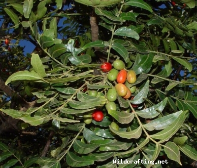 Harpephyllum caffrum