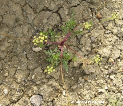 Lomatium