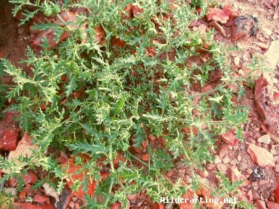 Solanum triflorum