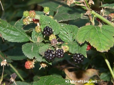 Rubus laciniatus