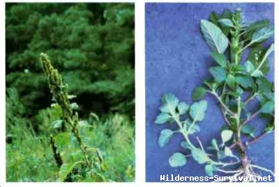 Amaranthus species