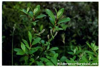 Salix arctica