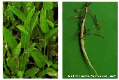 Maranta and Sagittaria species