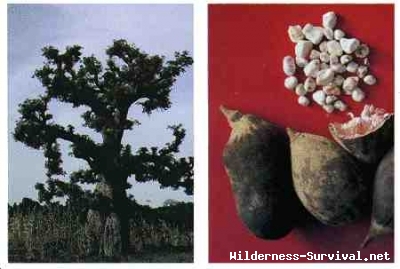 Adansonia digitata