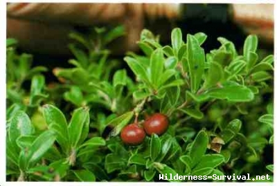 Arctostaphylos uvaursi