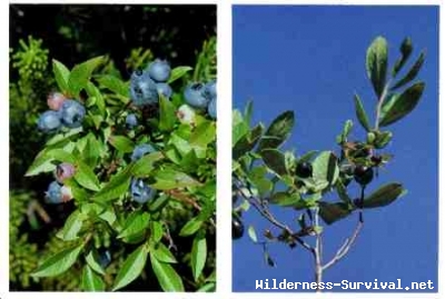 Vaccinium species