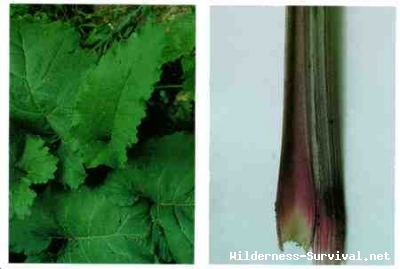 Arctium lappa