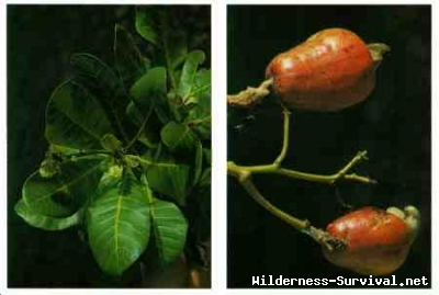 Anacardium occidentale