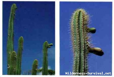 Cereus species