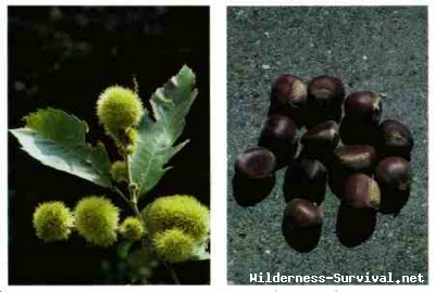 Castanea sativa