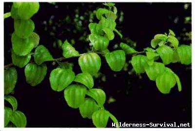 Ziziphus jujuba