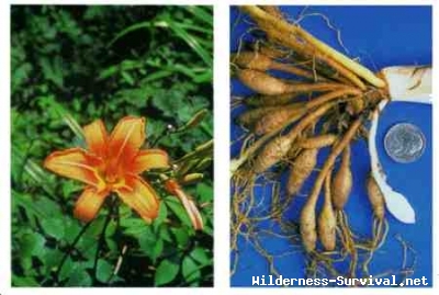 Hemerocallis fulva