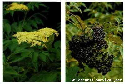 Sambucus nigra ssp. canadensis