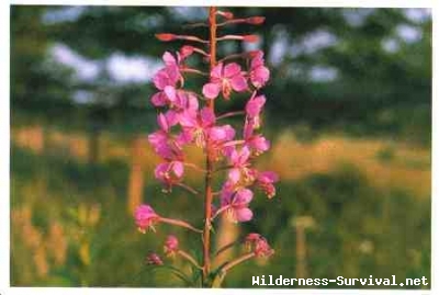 Epilobium angustifolium