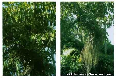 Caryota urens