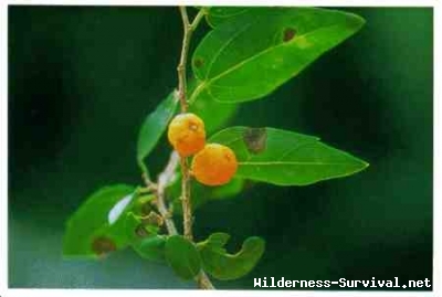 Celtis species