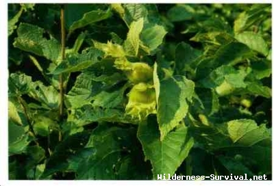 Corylus species