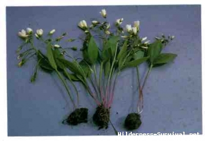 Claytonia species