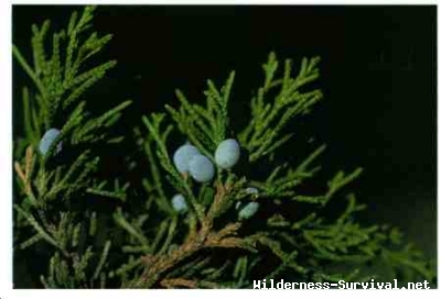 Juniperus species