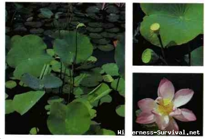 Nelumbo species