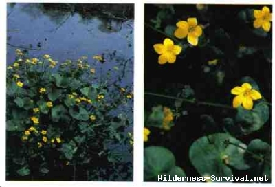 Caltha palustris