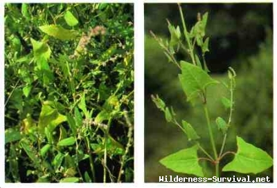 Atriplex species