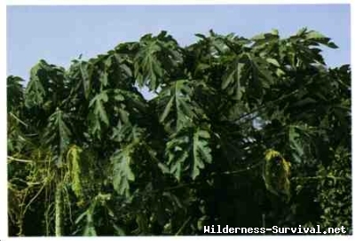 Carica papaya