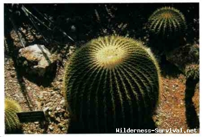 Mammilaria species