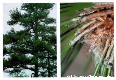 Pinus species