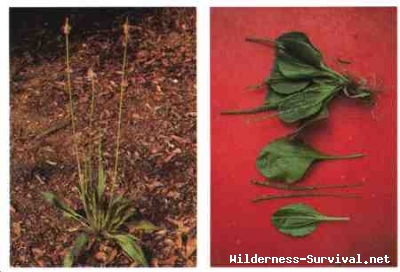 Plantago species