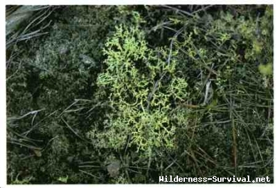 Cladonia rangiferina