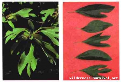 Sassafras albidum