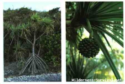 Pandanus species