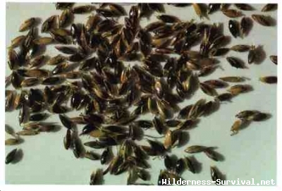 Sorghum species