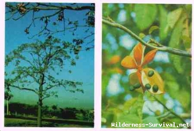 Sterculia foetida