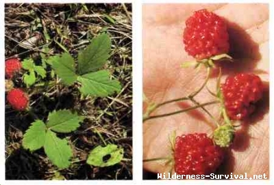 Fragaria species