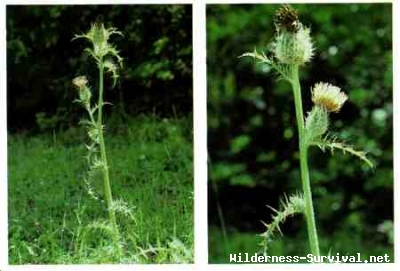 Cirsium species