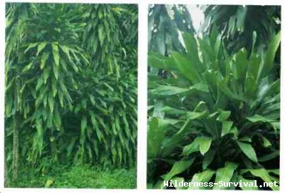 Cordyline terminalis