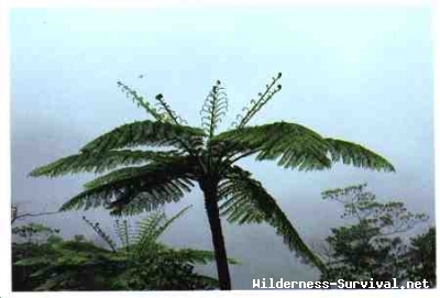 Cyatheaceae species