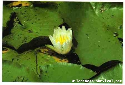 Nymphaea odorata