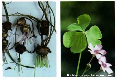 Oxalis species