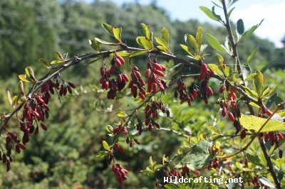 Berberis vulgaris