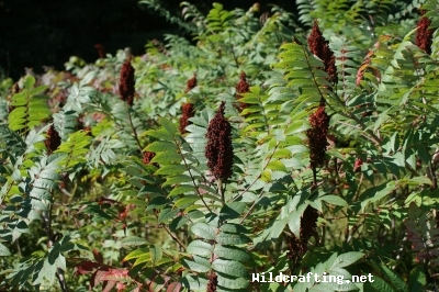 Rhus typhina